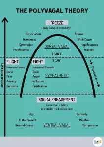 Read more about the article How helpful is Polyvagal Theory in Trauma Therapy?